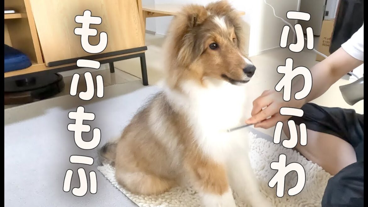 シェルティをお風呂に入れたらモフモフすぎて癒されました… シェルティをお風呂に入れたらモフモフすぎて癒されました…