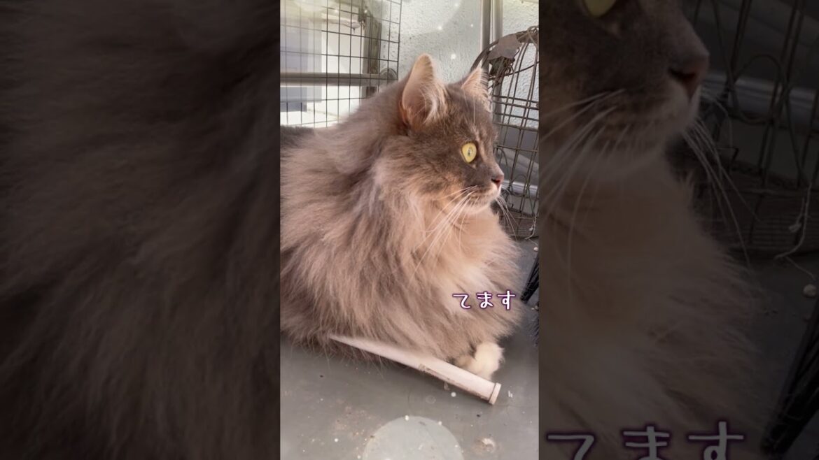 サイベリアンのベランダ生活【1歳9ヶ月】 #siberiancat