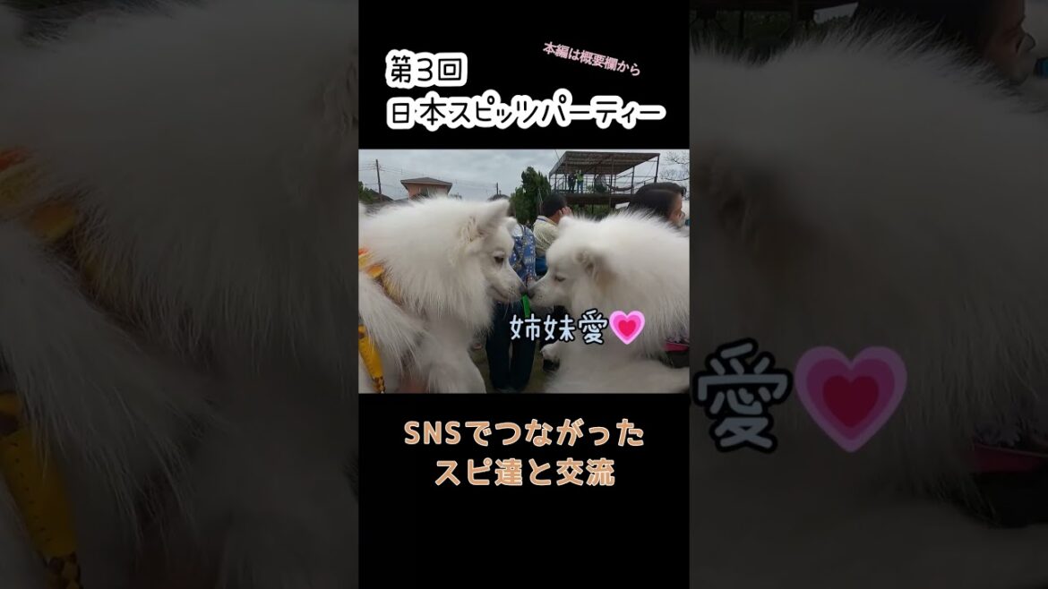 スピッツパーティーは面白い　#short