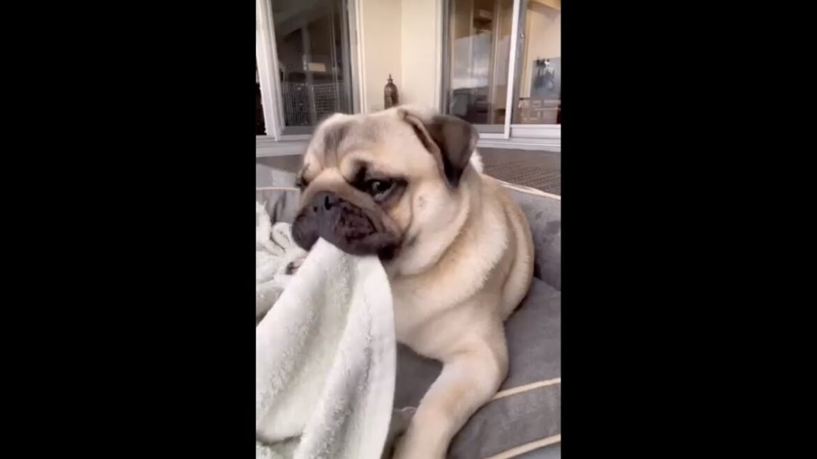 [パグ]🚶‍♂️散歩 待ち遠しい🐶ﾊﾑﾊﾑ #パグ #pug #shorts