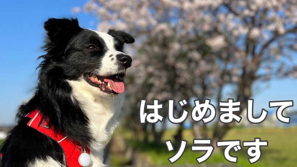 新しい家族、元保護犬 ソラです #ボーダーコリー #保護犬