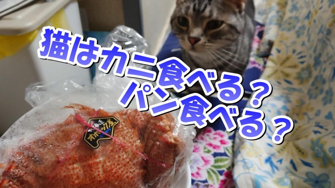 猫はパン食べる?カニ食べる??(アメリカンショートヘア) 猫はパン食べる?カニ食べる??(アメリカンショートヘア)