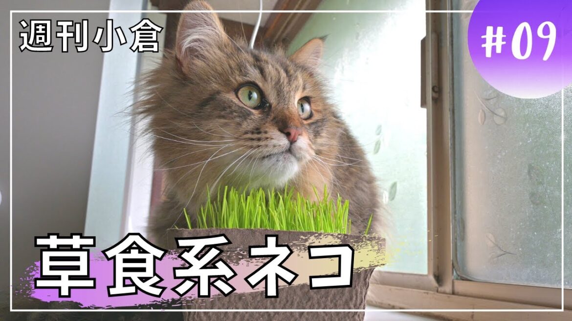 【週刊小倉9】子猫が１歳になったので猫草をあげてみた！【サイベリアン・多頭飼い】
