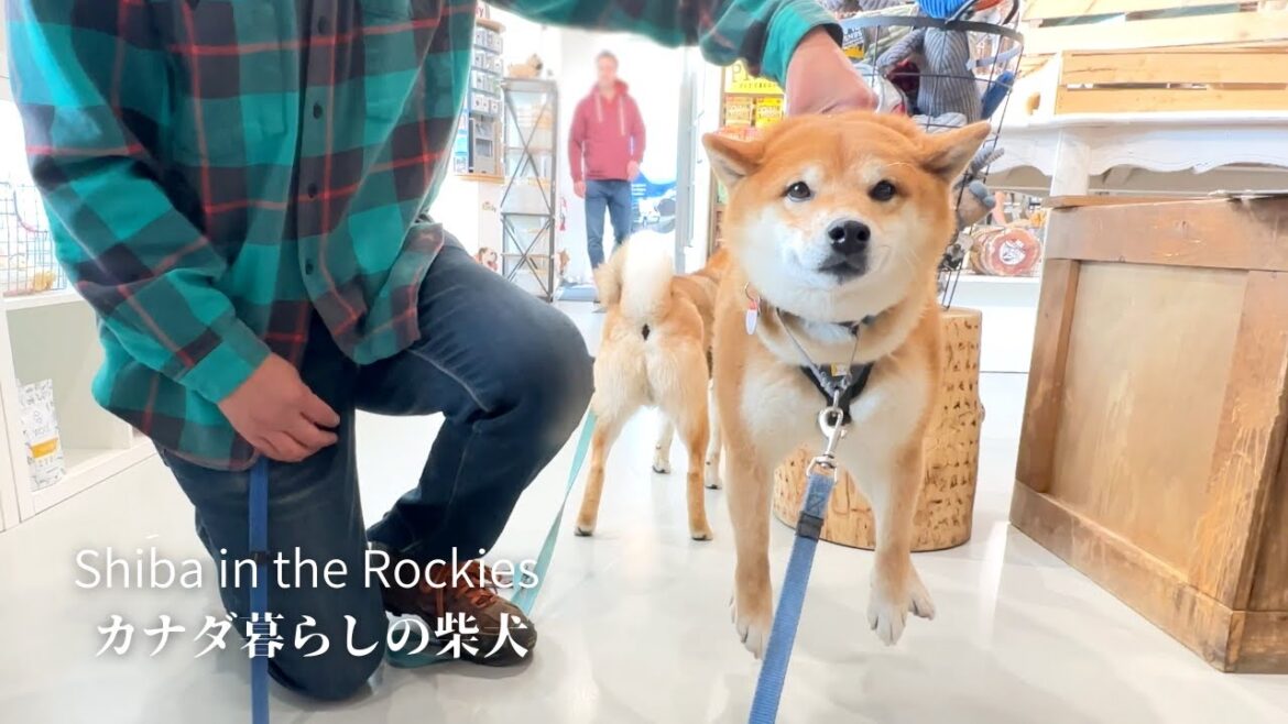 宙吊りにされると無の境地に達する柴犬が可愛すぎる｜カナダ海外生活