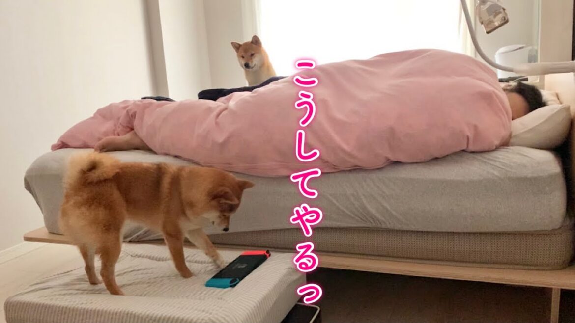 毎朝起こしてくる柴犬を隠し撮りしてみたら… 毎朝起こしてくる柴犬を隠し撮りしてみたら…
