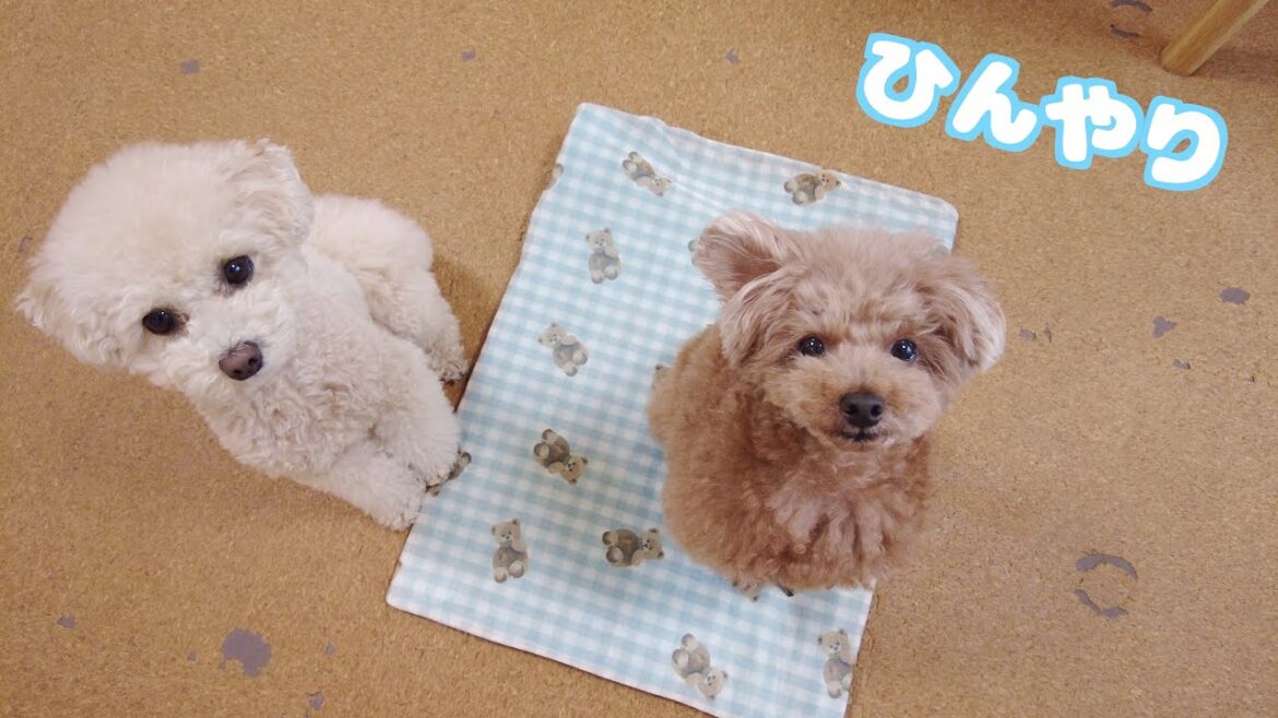 暑がってた愛犬に冷マットをあげたら開封からワクワクしてて可愛かった