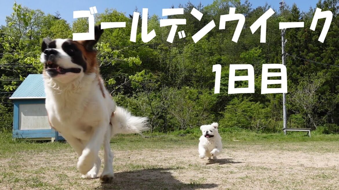 【ゴールデンウイーク１日目】平凡なセントバーナードの日記Golden Week Day 1: Diary of an Ordinary Saint Bernard