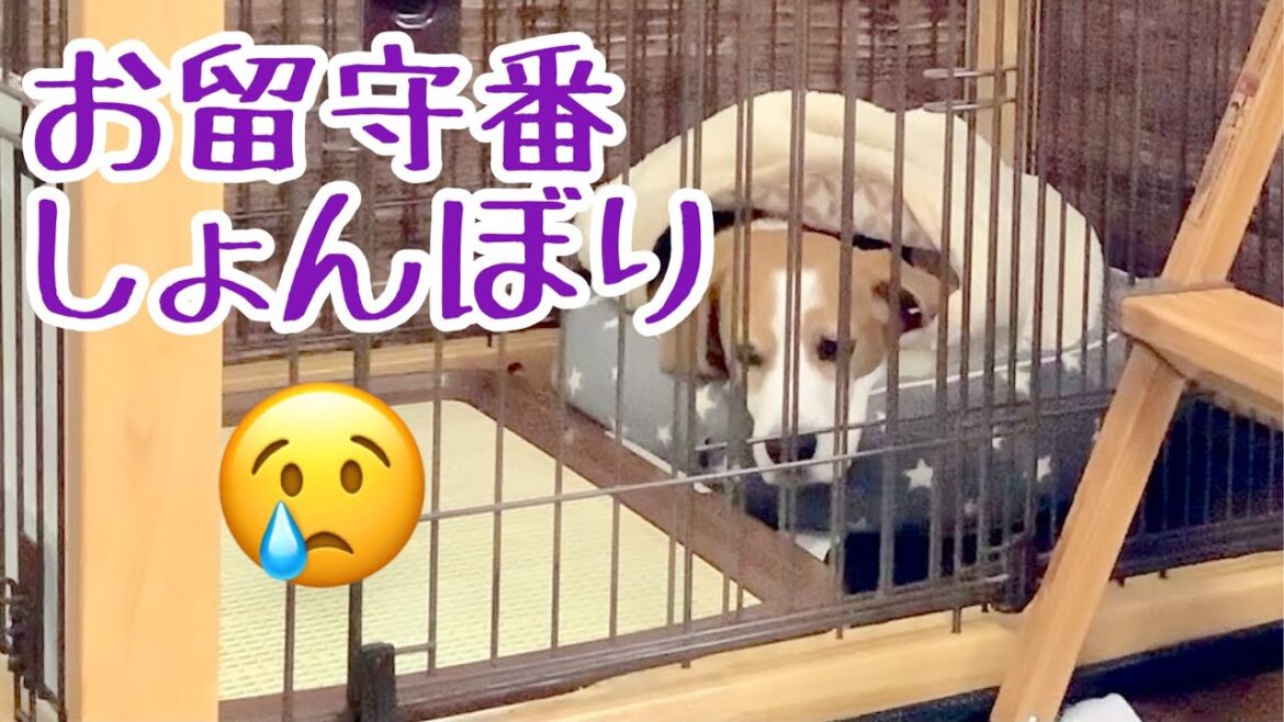 【ビーグル犬さつき】ほとんど吠えないビーグル、お留守番の時はどうでしょう？Satsuki the Beagle