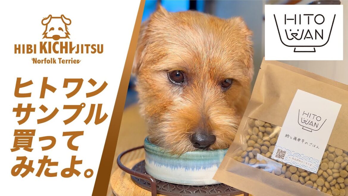 愛犬キチ  HITOWANドライフードを試してみる【 dog ノーフォークテリア norfolkterrier dogfood 】