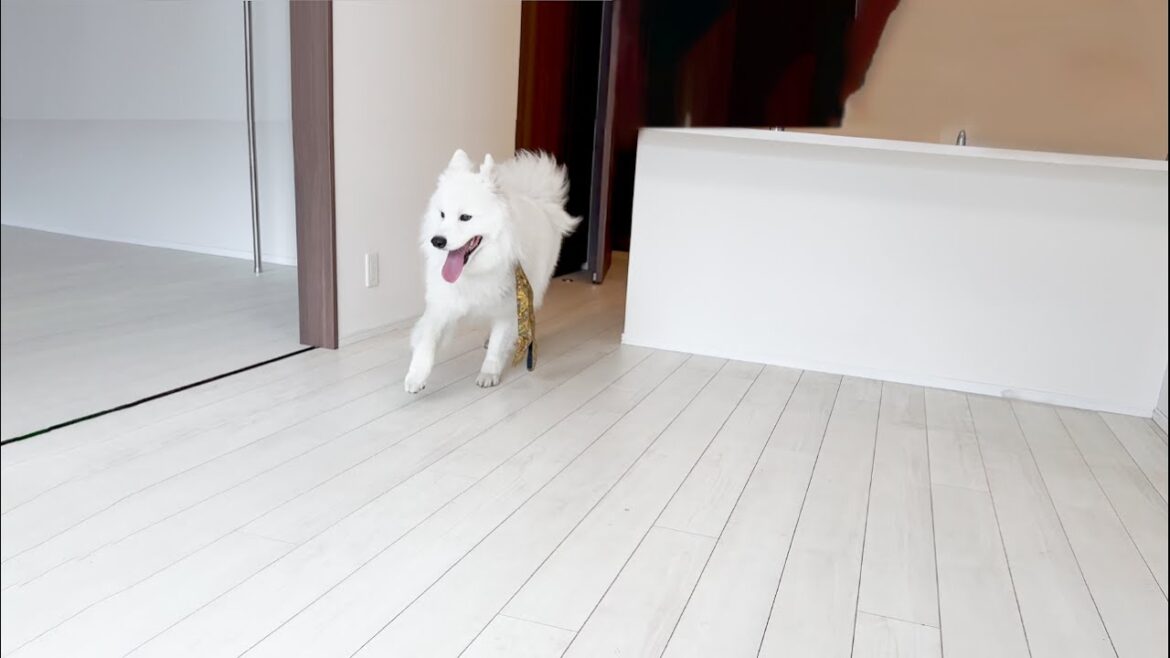 散歩から帰ってくると家のモノが全部なくなっていた時の犬の反応が面白すぎたw