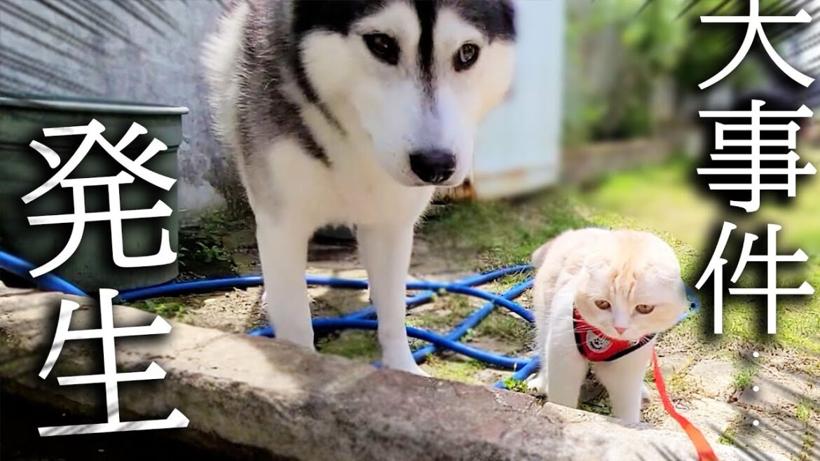 大好きなぬいぐるみを洗って外に干したら子猫と犬の行動が… 大好きなぬいぐるみを洗って外に干したら子猫と犬の行動が...