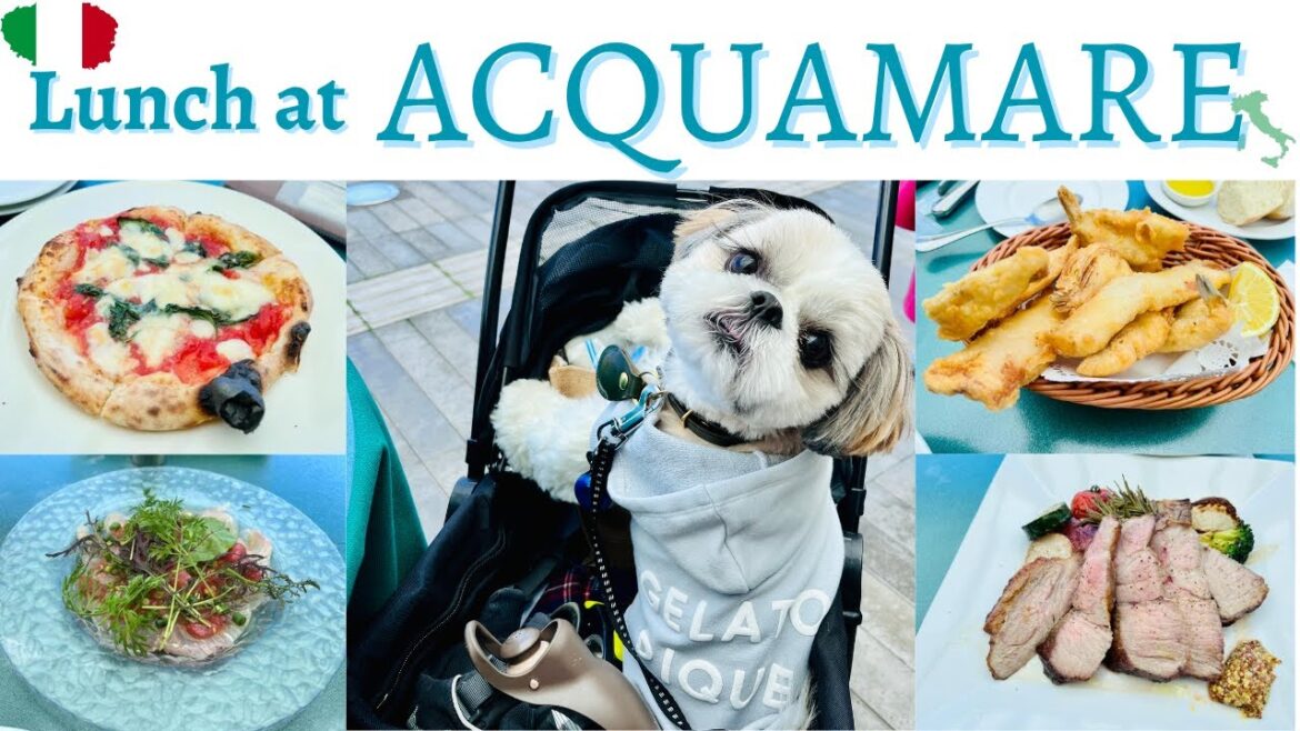 日高シェフのイタリアンをシーズー子犬と楽しんできた Lunch at Yokosuka Acquamare with shihtzu puppy