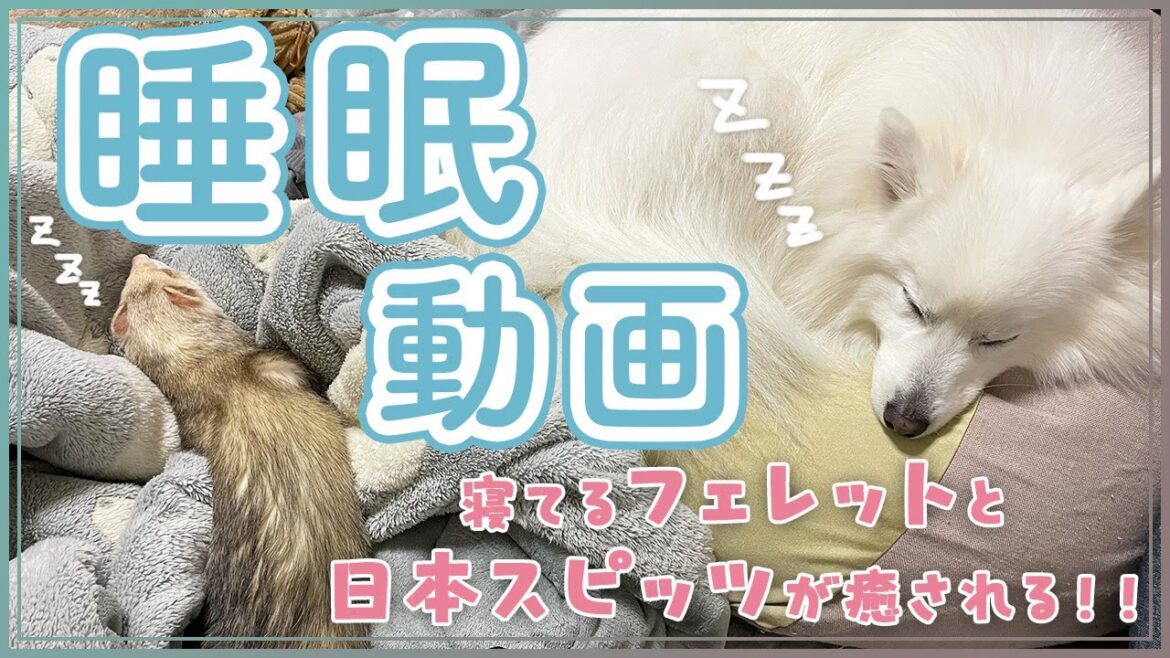 寝てるフェレットと日本スピッツが癒される...！