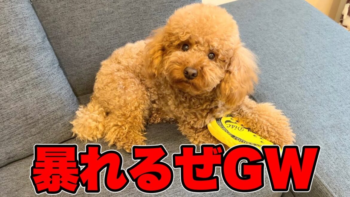 GWの予定を全てイヌとの遊びに費やす独身男。