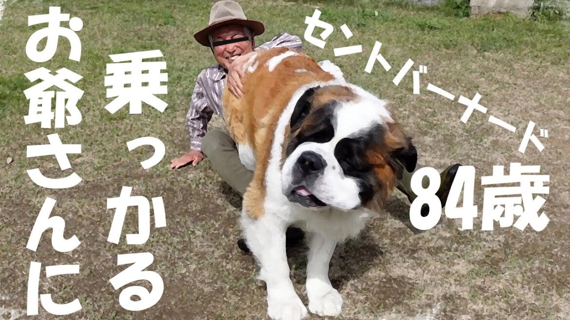 【おじいちゃんに乗った】超大型犬セントバーナード　[Riding on Grandpa] Super-sized dog, St. Bernard.