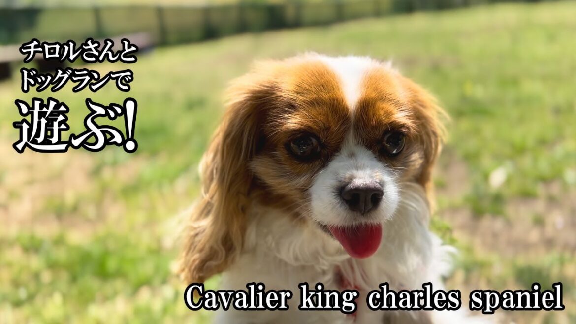 【Cavalier King Charles Spaniel】キャバリアとドッグランで遊ぶ！【キャバリア】
