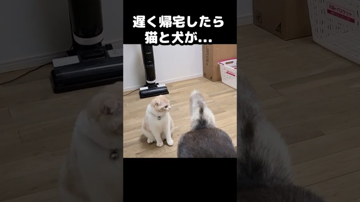 いつもより遅く帰宅したら猫と犬がこうなってた...#猫 #cat