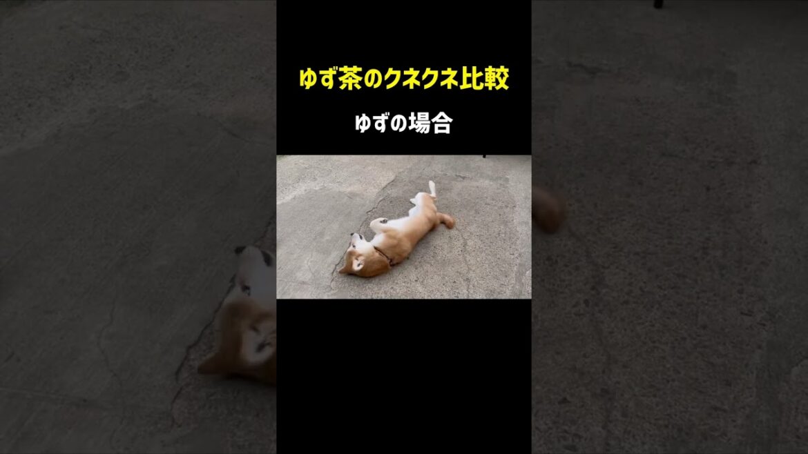 柴犬姉弟のクネクネ比較は後半が笑ってしまうw