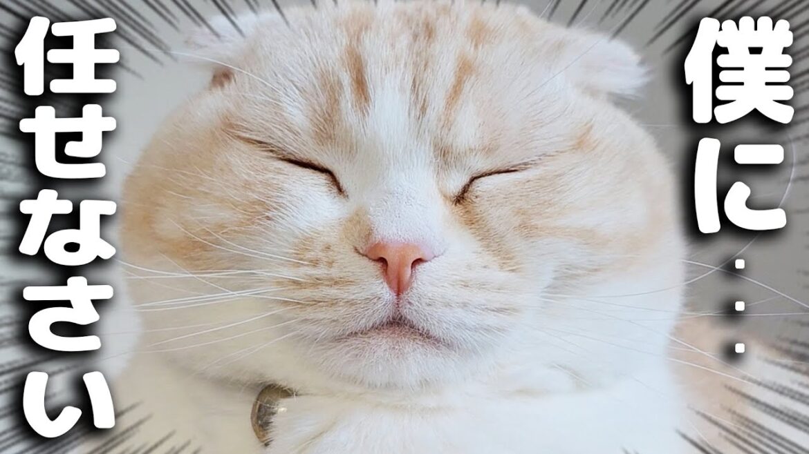 部屋に出たハエの退治を猫と犬に任せた結果...笑