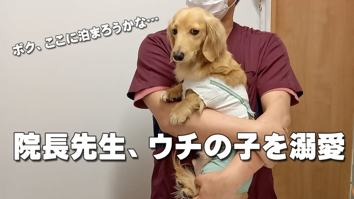 健康診断で院長先生が犬を溺愛｜ミニチュアダックスフンドのかわいい日常 No.339