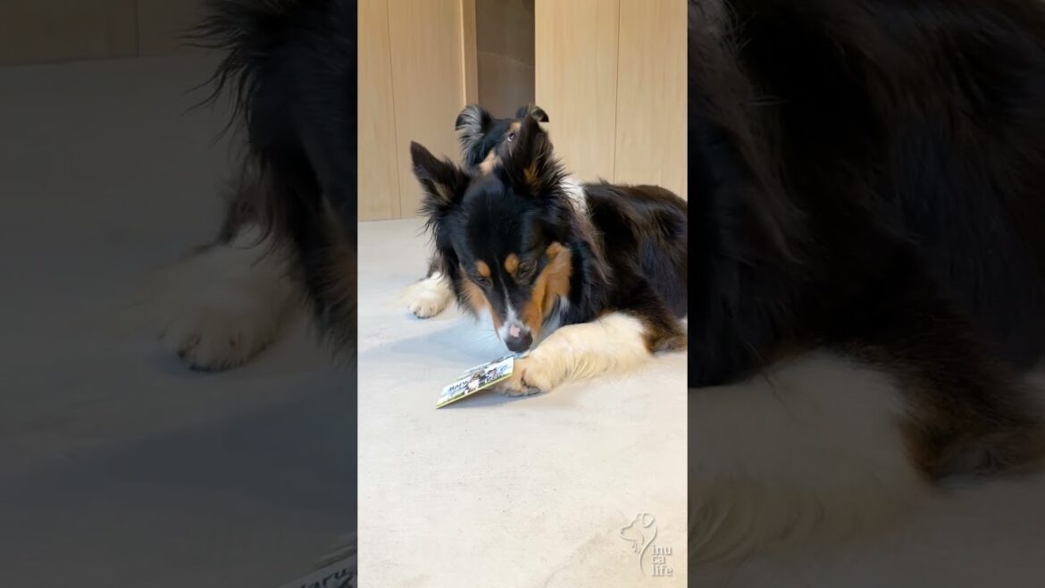 【犬の名刺】レイとハルの名刺を手作りしてみた | いぬグッズ | ボーダーコリーのレイとオーストラリアンシェパードのハルと楽しむ豊かな暮らし |  #shorts