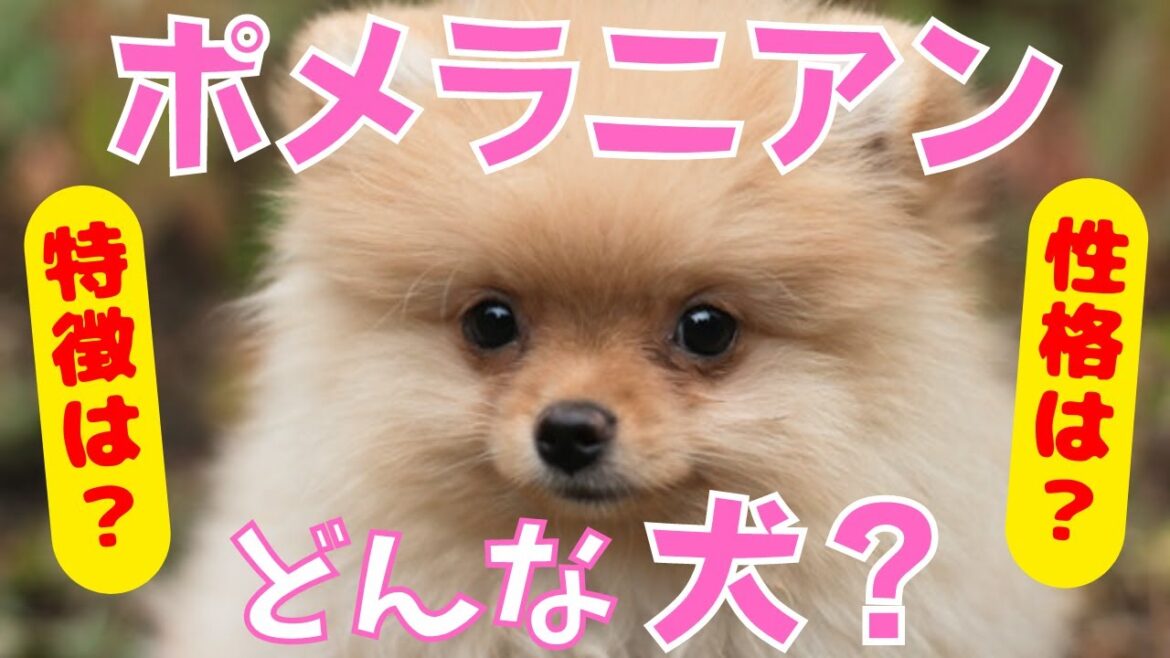【徹底解説】ポメラニアン の特徴・性格・飼いやすさなどを現役ペットショップ店長が教えます！