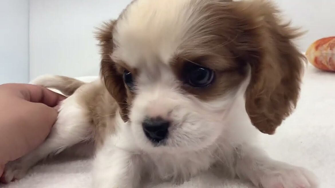 【キャバリア・キングチャールズ・スパニエル】懐っこパピーちゃん