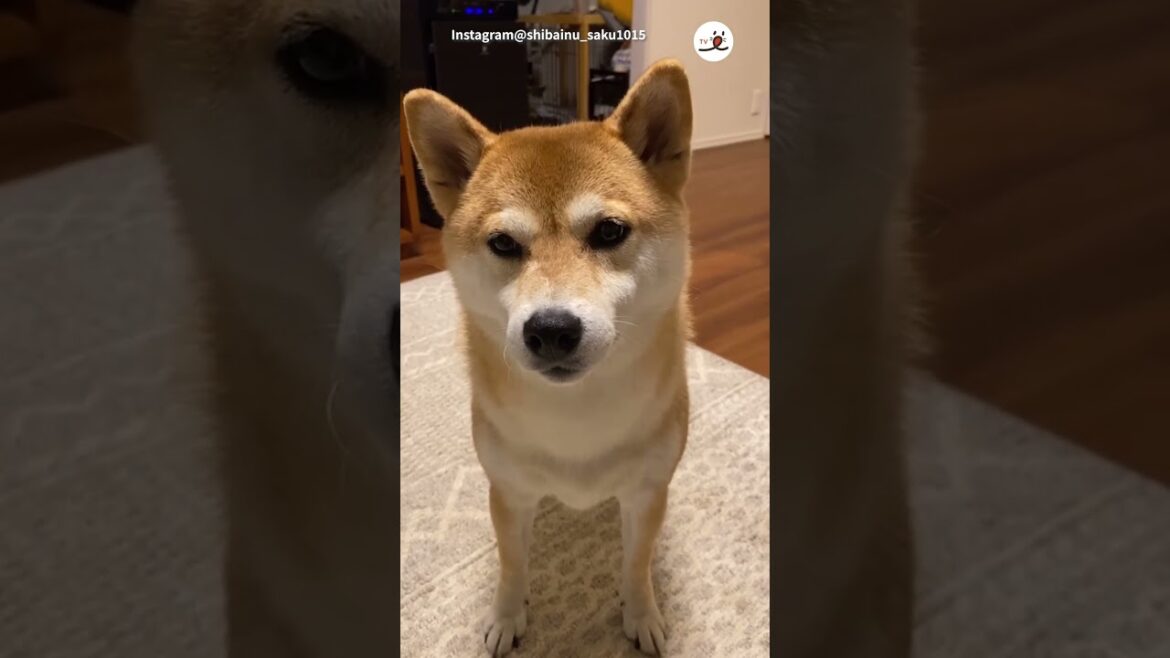 【再び!】「うん」というワンコ~パパVer.~|PECO 【再び!】「うん」というワンコ~パパVer.~|PECO