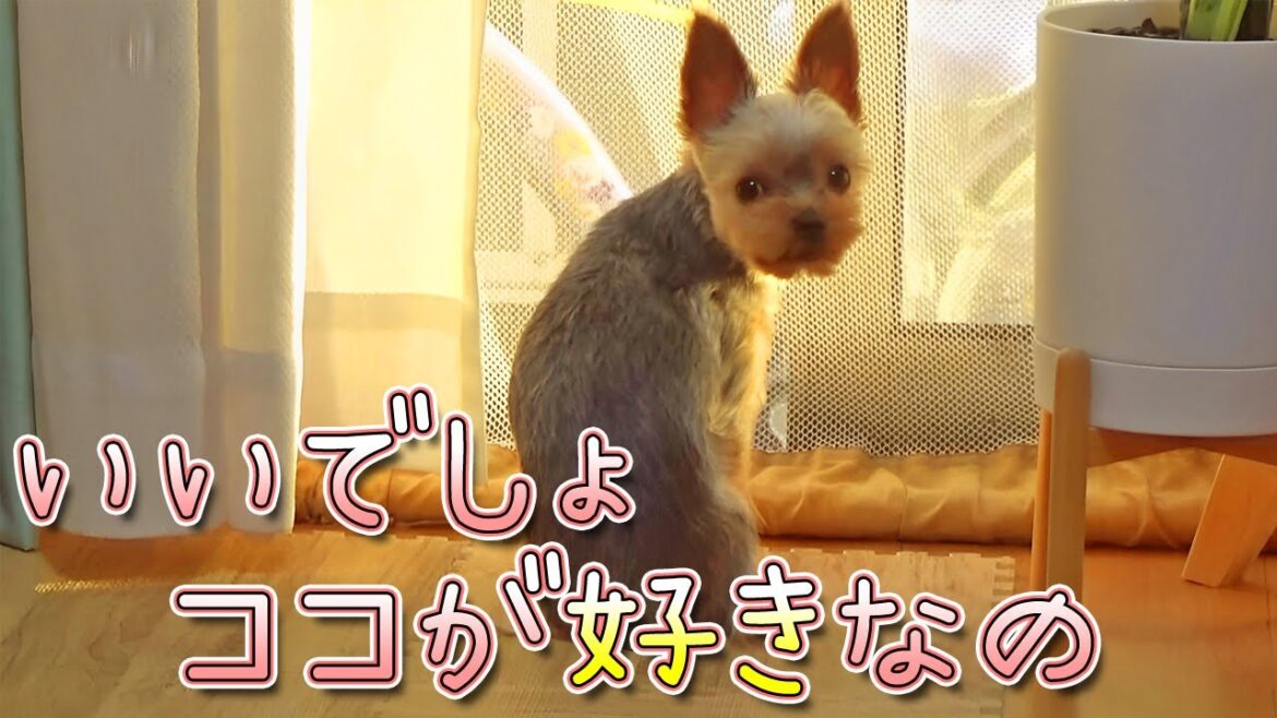 【ヨークシャテリア】お気に入りの場所が見つかったヨークシャテリア【Yorkshire Terrier】