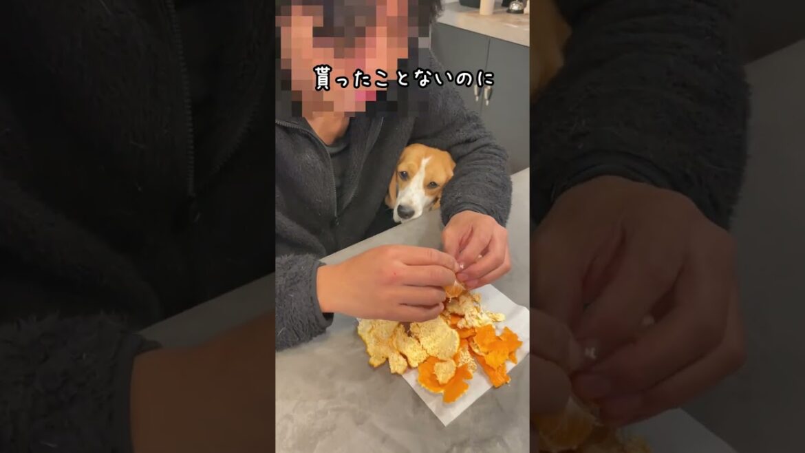 今日こそは貰えると信じているビーグル犬　#shorts