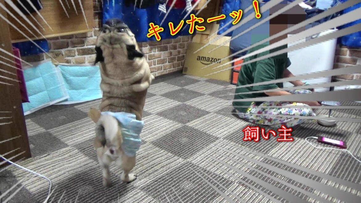 キレるパグ 飼い犬が本気で飼い主を威嚇すると、こうなります。【閲覧注意・犬の生態】 うちのパグ『おまめ日記』 キレるパグ 飼い犬が本気で飼い主を威嚇すると、こうなります。【閲覧注意・犬の生態】 うちのパグ『おまめ日記』