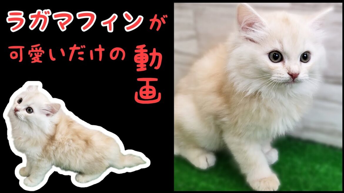 ラガマフィン・子猫【鶴見元宮店】