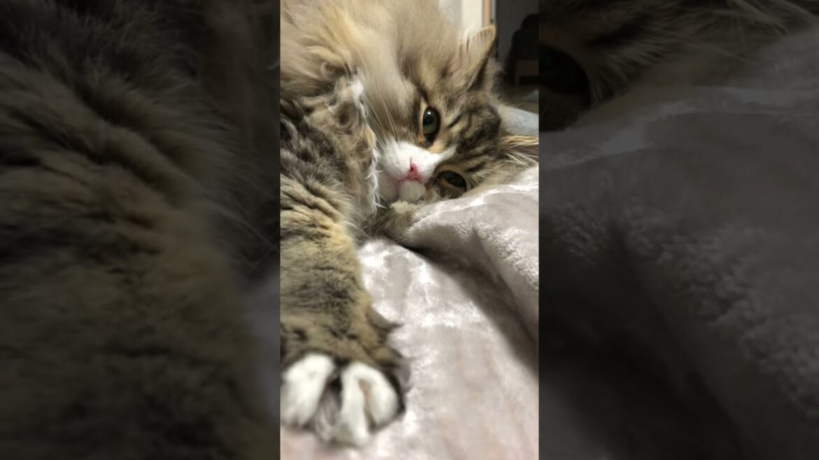 ピンクのお鼻がかわいいもふ猫【サイベリアン】