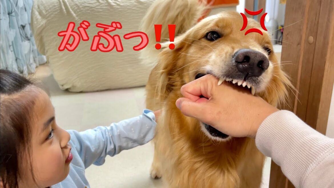 大型犬が噛み付いて離さない時に一瞬で離させる裏ワザ(真似しないでね)【ゴールデンレトリバーとミニチュアダックスフンド】 大型犬が噛み付いて離さない時に一瞬で離させる裏ワザ(真似しないでね)【ゴールデンレトリバーとミニチュアダックスフンド】