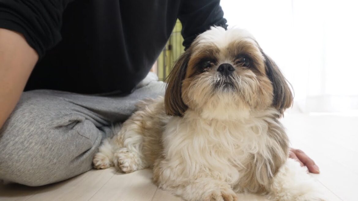 始めて見せたシーズー犬のやきもちが可愛すぎたんです！【犬Vlog】