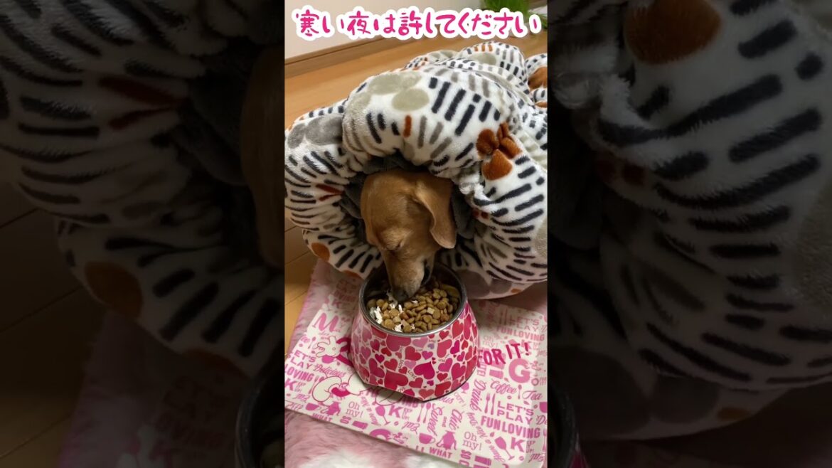 #スムース #わんことキャンプ #キャンプ #ダックスフンド #ファミキャン