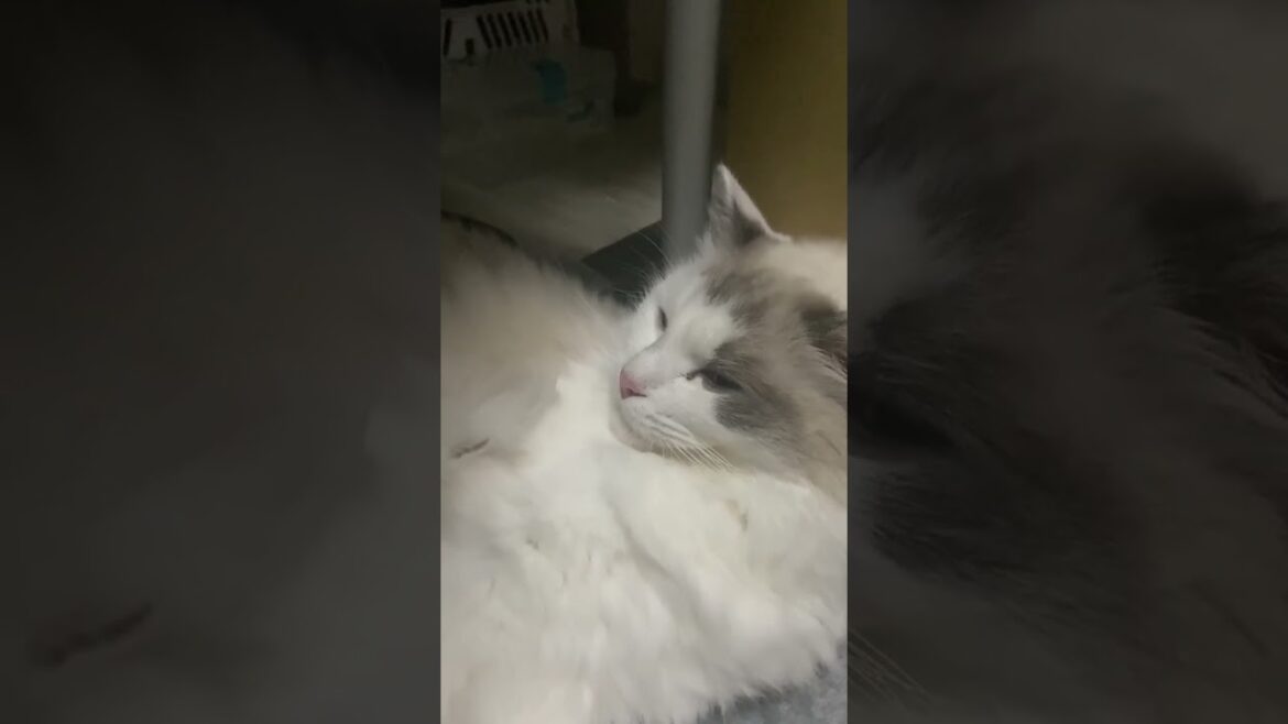 ミュウの逆襲 #shorts #猫 #ラグドール