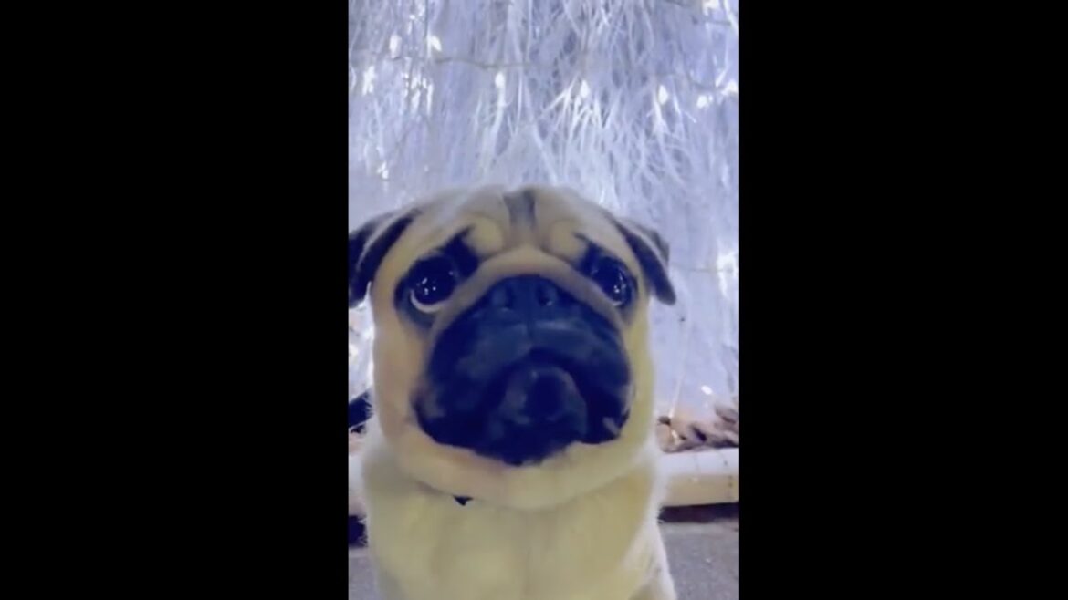 [パグ]クリスマス はやく来ないかなぁ🐶✨(can't wait for christmas) #shorts