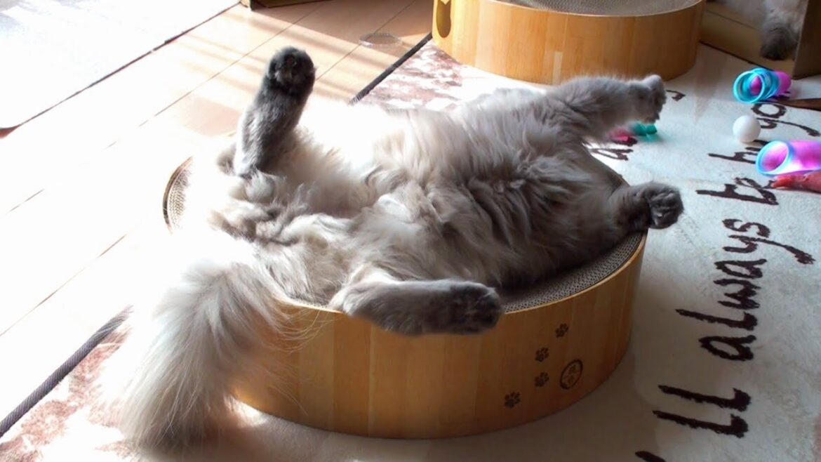 誕生日プレゼントにご満悦の猫たちです【ヒマラヤン猫】