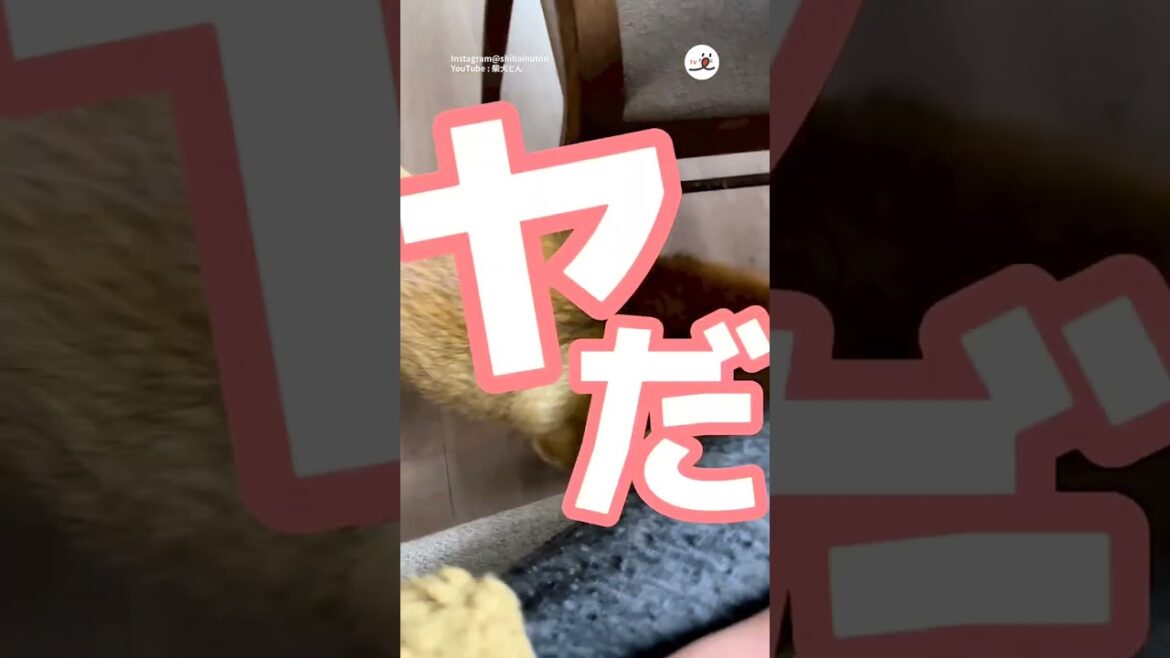 仕事中の飼い主さんと口論になった結果…｜PECO