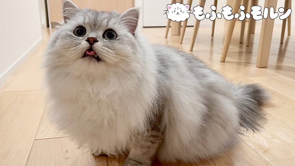 もうすぐ子猫が成猫になるので… 【サイベリアン】