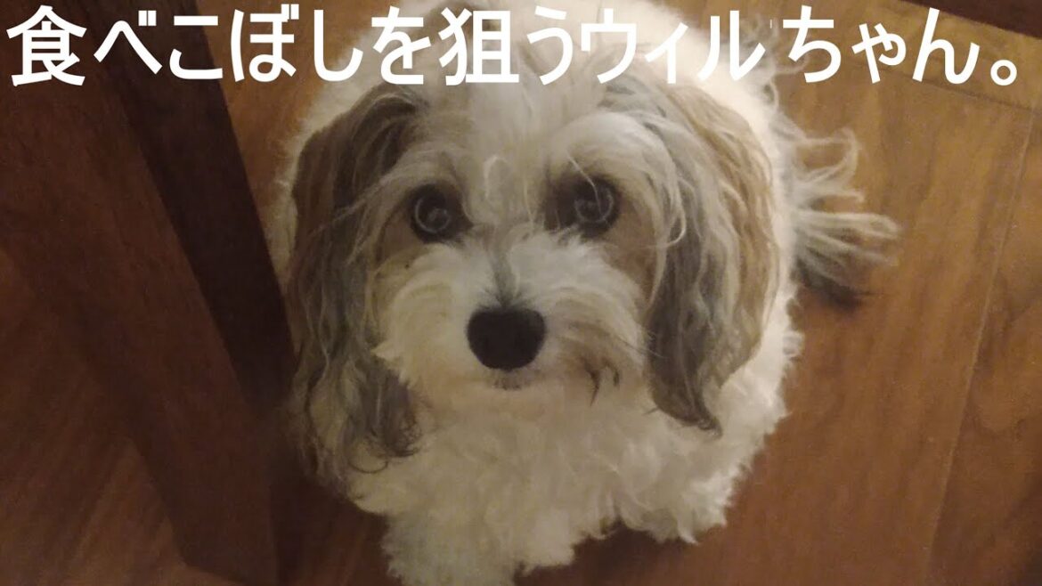 食べこぼしを狙うチャイクレのウィルちゃん。