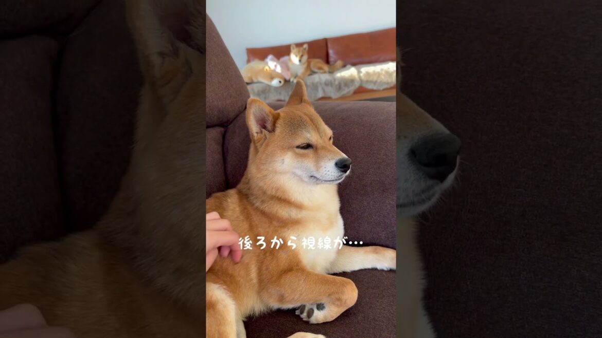 姉犬を撫でると嫉妬する柴犬が可愛い #shorts 姉犬を撫でると嫉妬する柴犬が可愛い #shorts