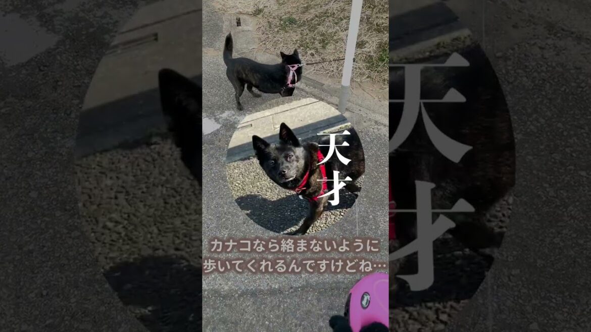 【甲斐犬】リードの存在が理解できなくて絡まる犬