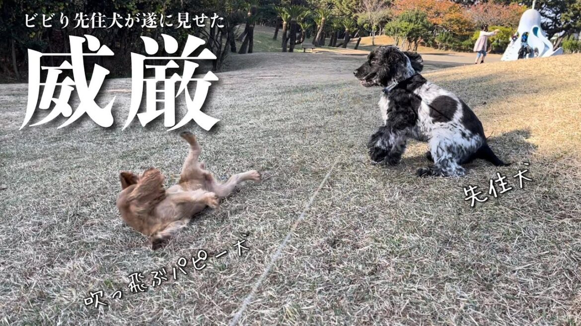 【外遊び#4】ビビり先住犬がついに見せた!先住犬の威厳! イングリッシュコッカースパニエル「みみ」の気持ち 【外遊び#4】ビビり先住犬がついに見せた!先住犬の威厳! イングリッシュコッカースパニエル「みみ」の気持ち