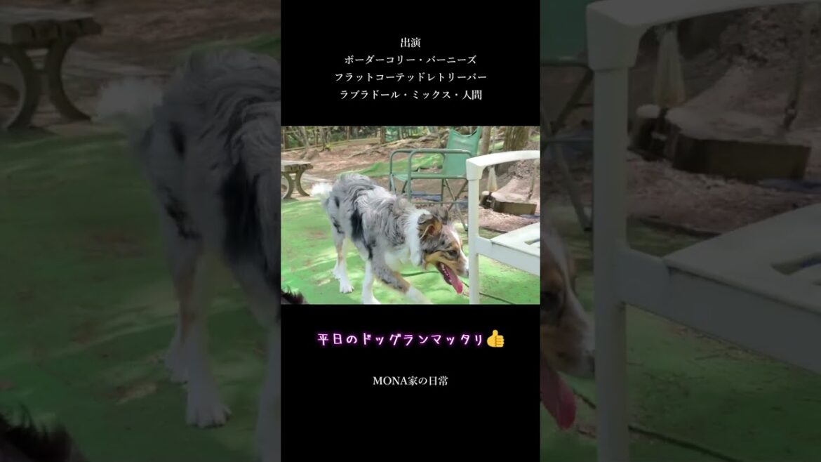平日のドッグランは平和です♪出演・ボーダーコリー・フラットコーテッドレトリバー・バーニーズ・ラブラドール・ミックス・人間【子犬 賢い 】【 ブルーマールタン 】【暴🌸犬🌸姫】#shorts 平日のドッグランは平和です♪出演・ボーダーコリー・フラットコーテッドレトリバー・バーニーズ・ラブラドール・ミックス・人間【子犬 賢い 】【 ブルーマールタン 】【暴🌸犬🌸姫】#shorts