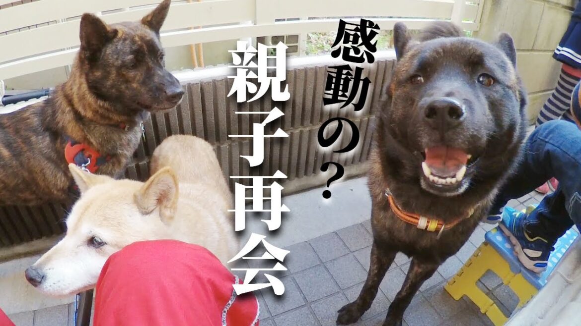 甲斐犬が一年ぶりに生き別れた母犬と弟犬に会いに行ったら衝撃の再会に！！【甲斐犬・柴犬】