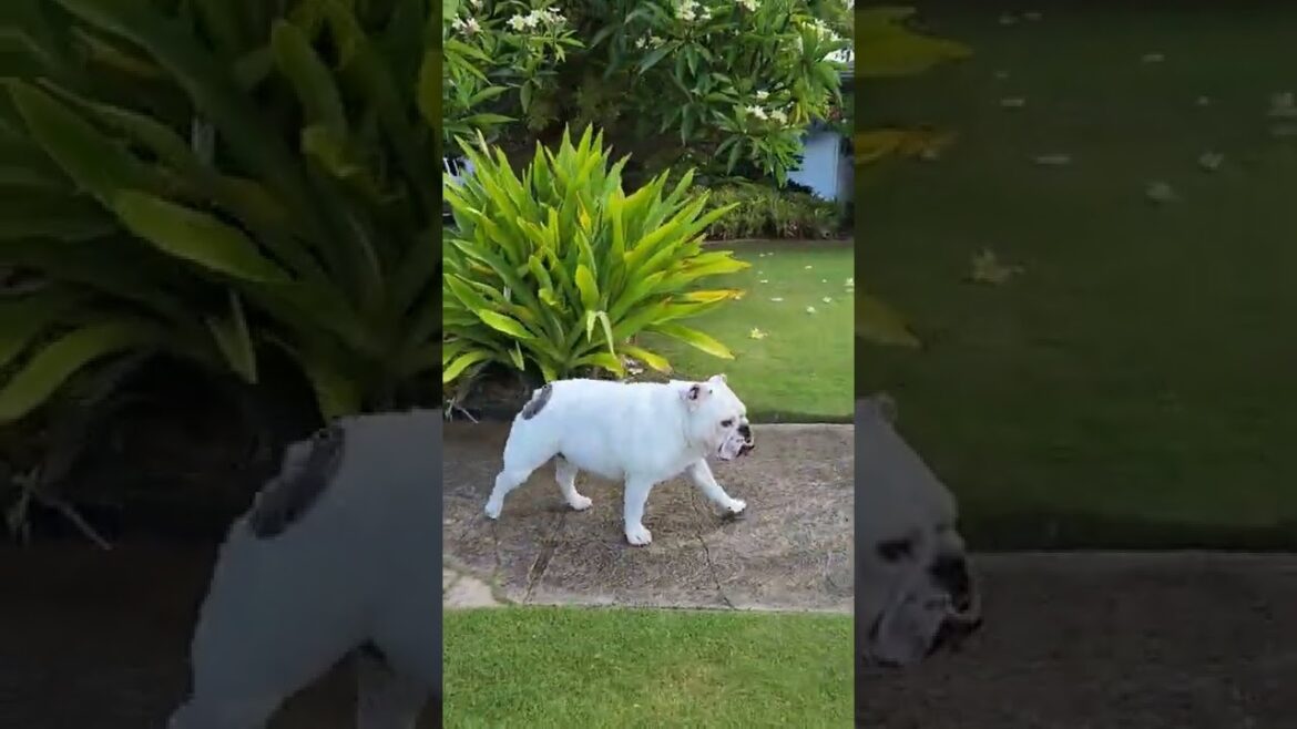 グラマー気分のブルドッグ🐶 #shorts #ハワイ #ハワイ在住 #hawaii #動物 #ブルドッグ #bulldog #shorts #short