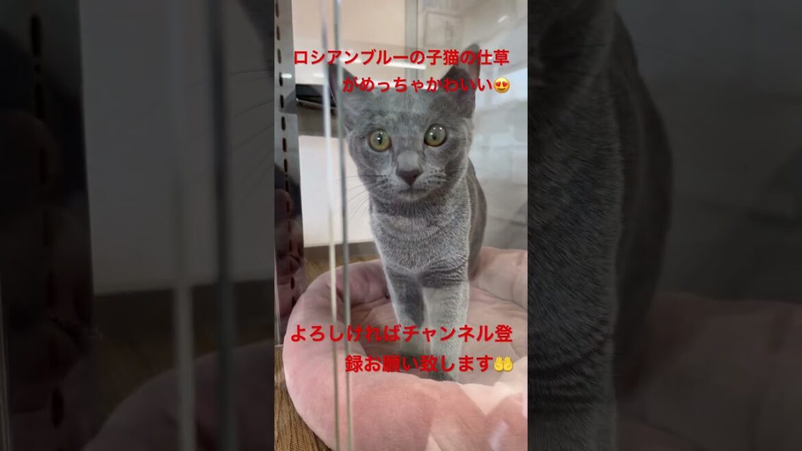 遊び盛りのロシアンブルー【子猫】kitten・ちゃんの仕草が可愛い過ぎる♪「♯Shorts」
