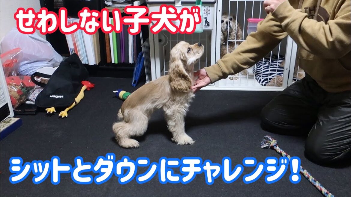 子犬ひまわり、シットとダウンに苦戦中！アメリカンコッカースパニエル